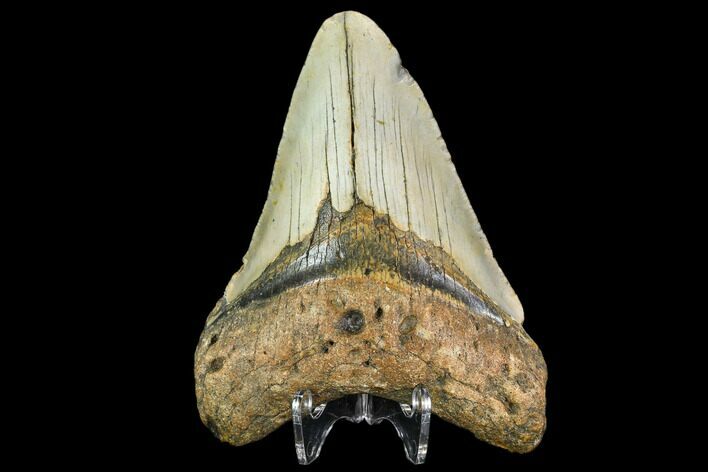 Fossil Megalodon Tooth - North Carolina #109881